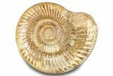 Polished Jurassic Ammonite (Kranosphinctes) - Madagascar #283213-1